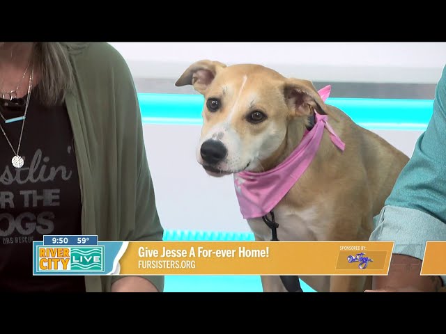 Pawsing4Pets: Get Jesse a furever home