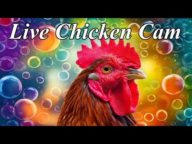 Live Chicken Coop Cam: Feed the Chickens Yourself!