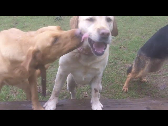 Bessie, Bear & Bluebell Labradors & Tinker GSD.@DogtrainersUK