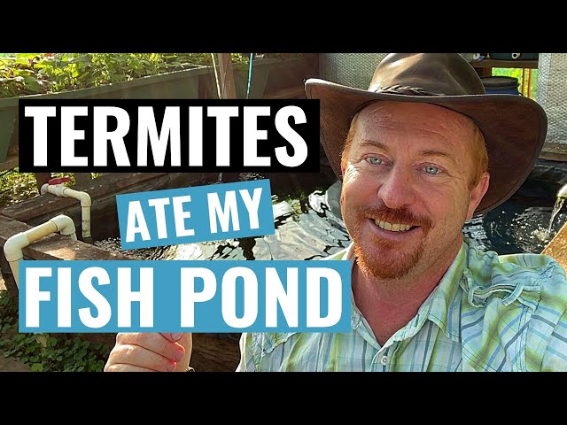 Termites ate my Aquaponics sump (Fish Pond) & Termite Pest Control Treatment 🐜🐜🐜