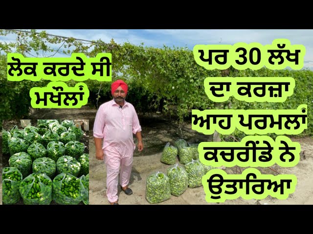 30 ਲੱਖ ਦਾ ਕਰਜ਼ਾ ਆਹ ਫਸਲ ਨੇ ਉਤਾਰਿਆ। यह फसल कर देगी माला माल आज तक किसी ने इस फसल के बारे में नही बताया