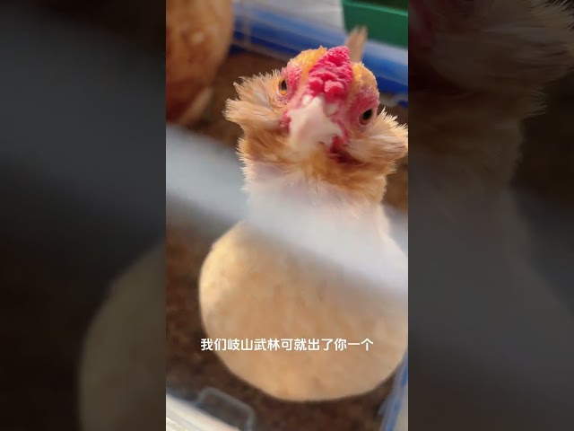 Little Cute Shen Jibao and Shen Xiaoji's cute pet debut plan, watching chicken, bearded chicken,