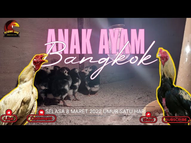 Anak Ayam Bangkok Umur 1 hari ditemani Lagu Anak Ayam Tekotek Tekotek Full | Aktifitas Anak Ayam