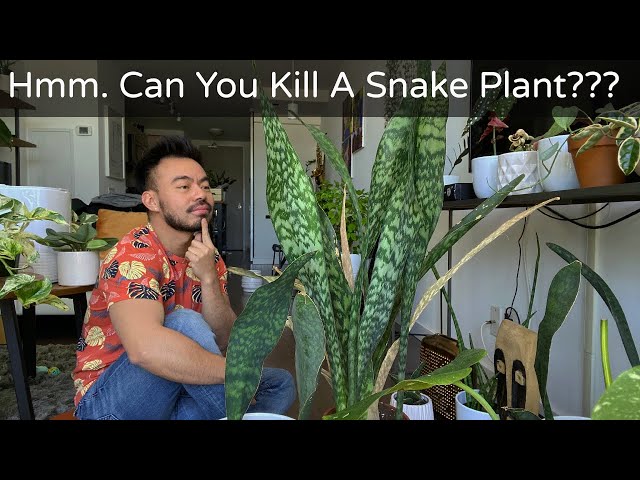 How to Care and Propagate Snake Plants | Sansevieria Whale Fin