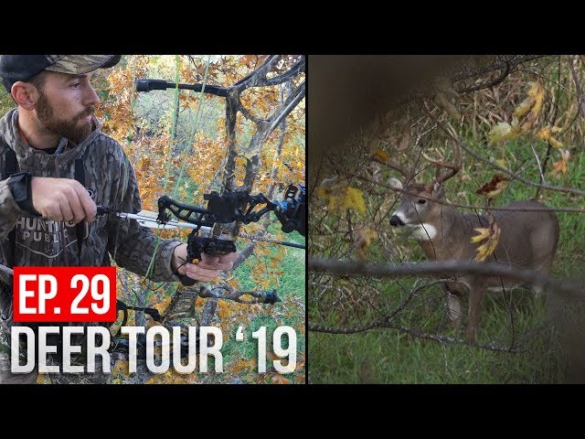 MONSTER BUCK at 30 Yards! - Hunting Bedding Area Scrapes