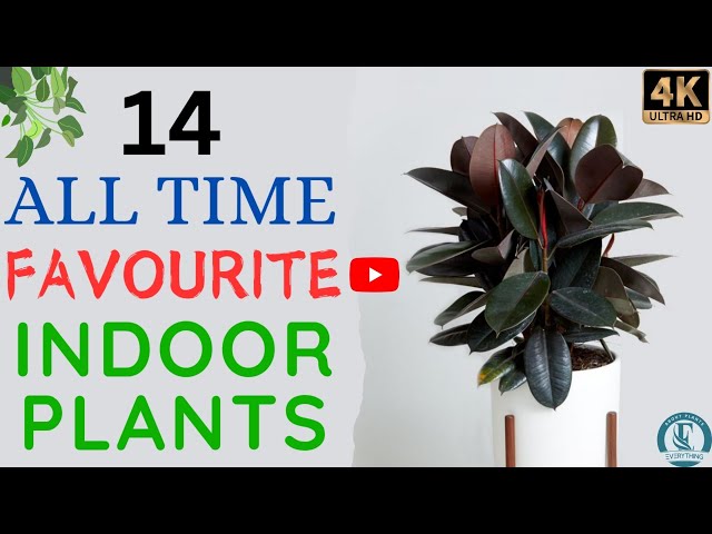 14 All Time Favourite Indoor Plants