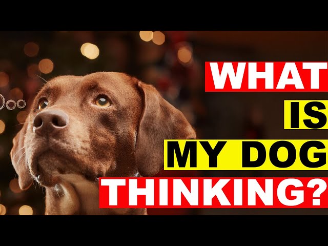 What's REALLY Going On In Your Dog's Mind?