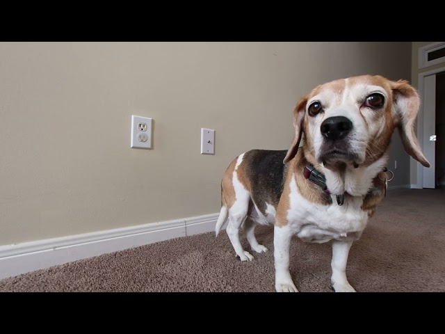 [VR180 3D] Lily digging in the bedroom | Canon R7 + RF-S3.9mm F3.5 STM DUAL FISHEYE lens