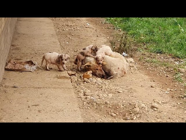 She fought through pain, starving and weak, giving her last breath for her babies—but no one cared!