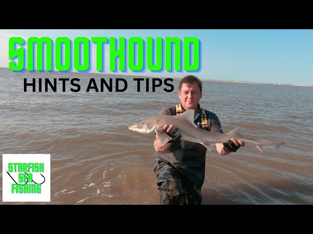 how to catch Smoothhounds 🐟 sea fishing uk.