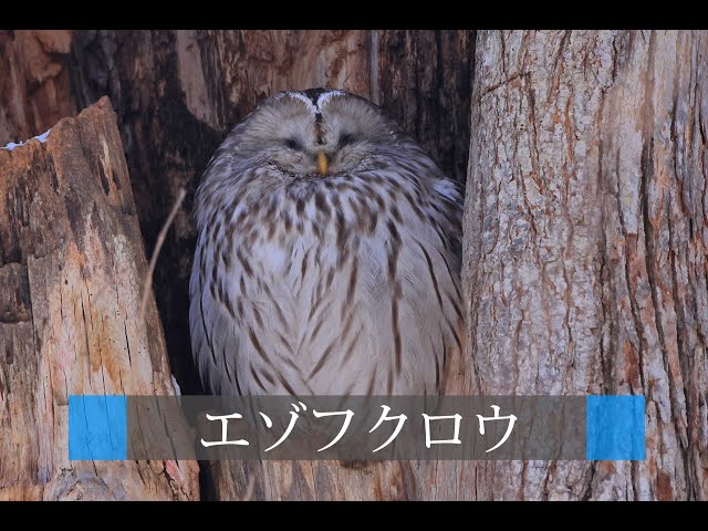 4K HDR Birds "Ural owl in Hokkaido"