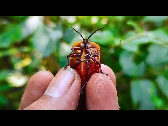 not cicadas but he makes sounds