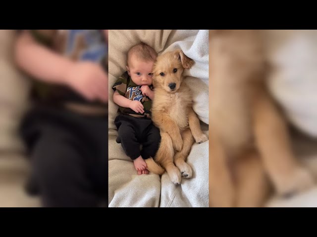 A Dogs Best Friend 👶 Adorable, Heartwarming and Funny Dog Videos