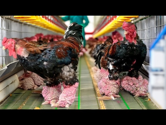 Farming DRAGON CHICKEN- Why Dong Tao Chicken is the Most Expensive Breed - Dragon Chicken Processing