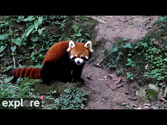 Red Panda Forest Park powered by EXPLORE.org