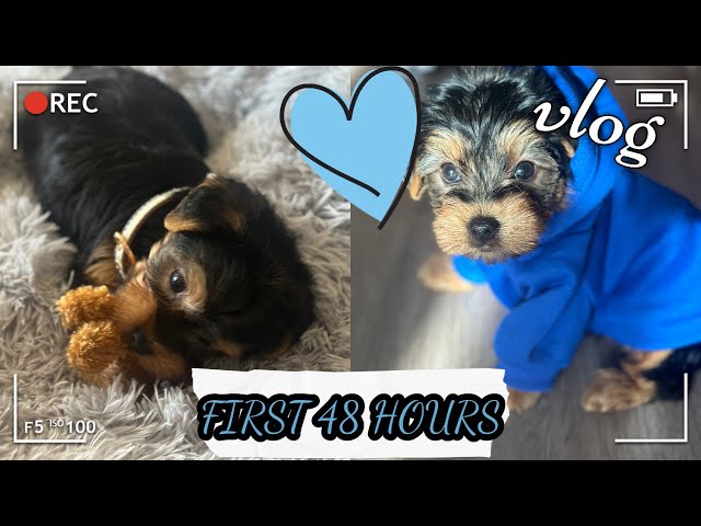 FIRST 48 HRS W/ A NEW YORKIE PUPPY!! 7 WEEKS OLD!!