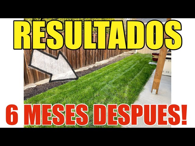 RESULTADOS de Como Instalar Pasto de Rollo Tu Mismo y Ahorrar Mucho Dinero Paso a Paso