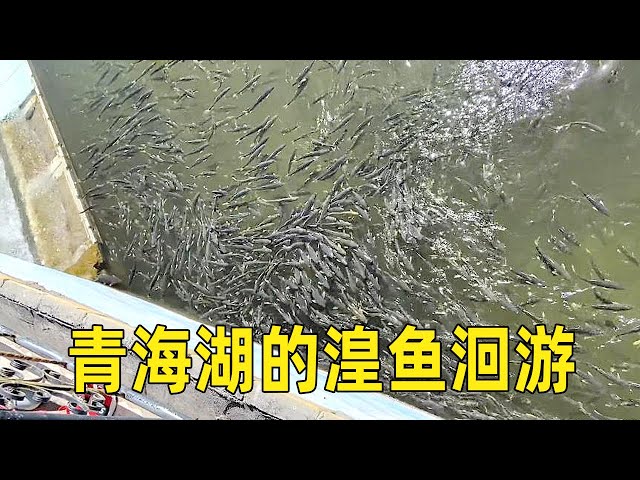 The migration of Huangyu in Qinghai Lake is a wonder of nature