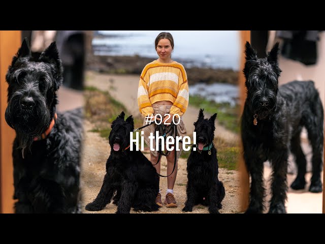 One Week in Life of Giant Schnauzers | Ep. 20