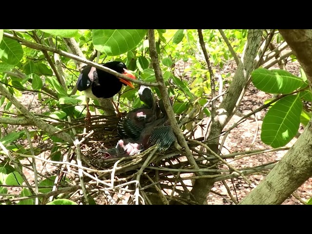 Raising of Billed Blue Magpies #channel baby bird TV You Welcome #please watch Videos of Blue Magpie