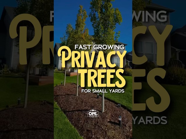 Fast Growing Privacy Trees 🌳 #trees #landscaping #backyard #diy #lawncare #tips #shorts