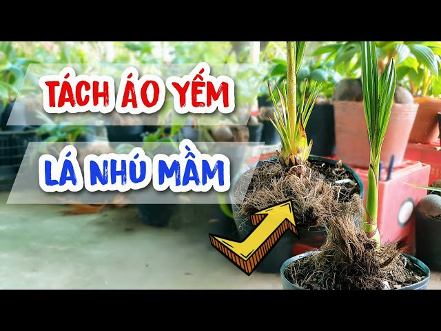 How to Separate Swallow Coat For Coconut Bonsai New Sprouts | Hoang Linh Coconut Bonsai