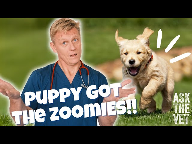 Why has my dog got the zoomies?! | ASK THE VET with Dr Scott Miller