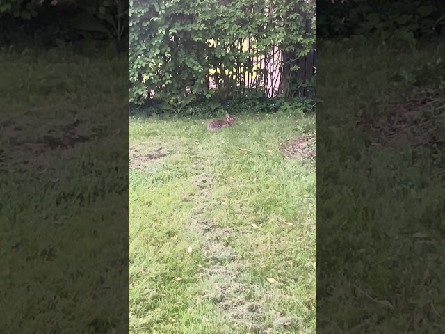 Close Relaxing Rabbit 🐰#relaxing #nature #beautiful #rabbit #close #wildlife #shorts #shortsvideo