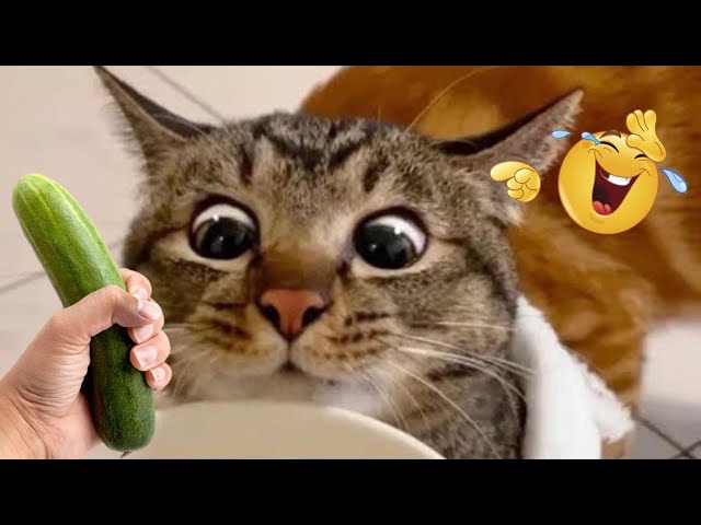 Funny Cats Videos Clips😂|| Try Not To Laugh || FunnyCats Moments | 2025