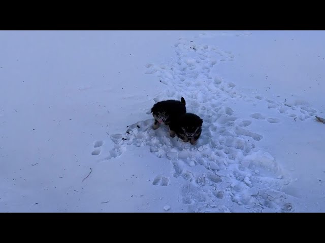 -30°C outside, two abandoned puppies trembling, freezing, and desperately awaiting a miracle!