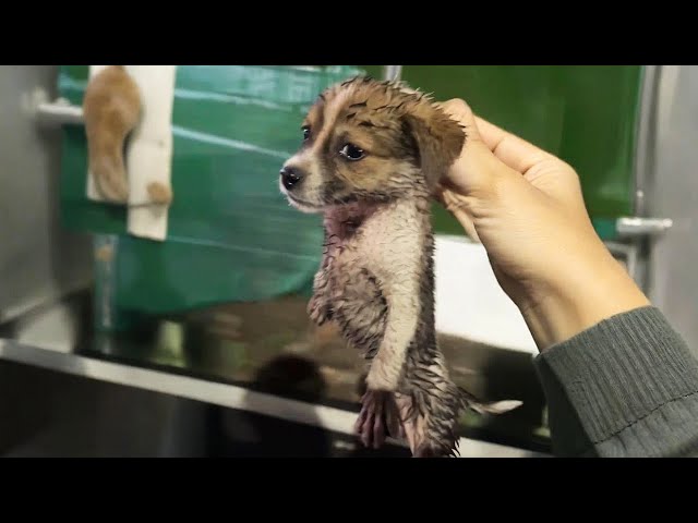 A disabled puppy blocked traffic, so I took it home