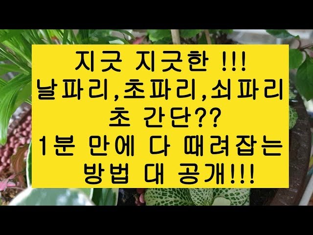 대박!! 날파리, 초파리, 쇠파리 1분 만에 다 때려잡기 (How to remove flies just in ten minutes)