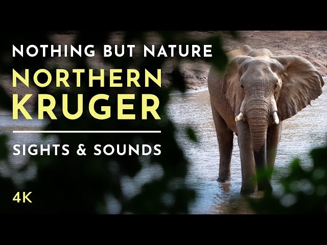 Nature Therapy: Kruger National Park (4K)