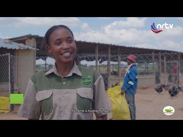 Road Runner Chicken Farming With Thandiwe & Kudzai | Breadbasket