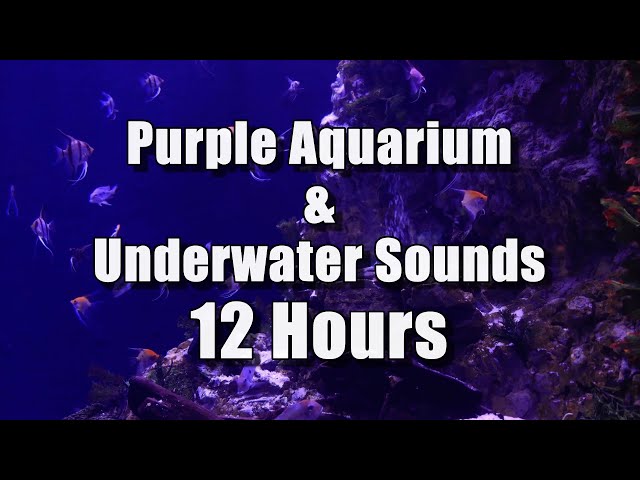 🐠 Aquarium Fish Tank | 12 Hours | Underwater Sounds & Purple Light for Relaxation, Sleep or Study