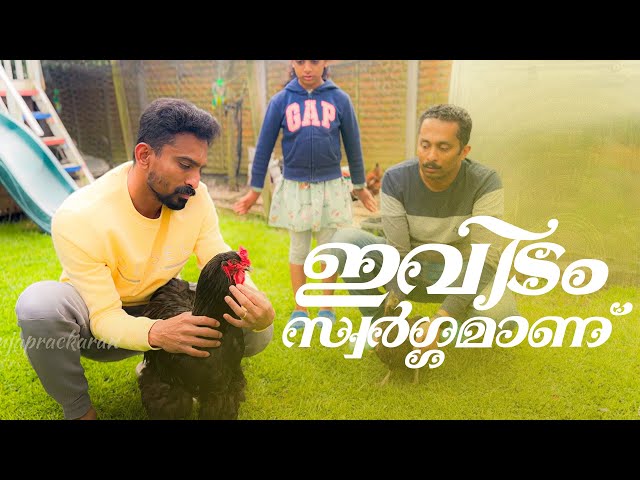 അയർലണ്ടിലെ മലയാളി കർഷകനും നാടൻ കൃഷികളും, life in Ireland Malayalam vlog #manjaprackaran