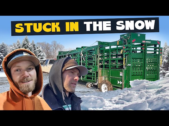 Cows vs. Snow: An Epic Struggle to Get Home