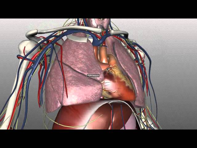 Mediastinum - Anatomy Tutorial