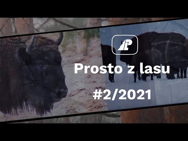 Prosto z lasu |02-2021|