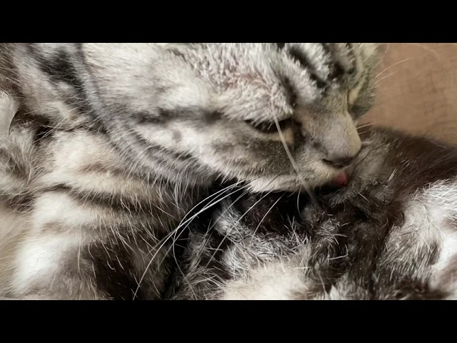 [Relaxing video] You can enjoy cat grooming and purring sounds [181 minutes]