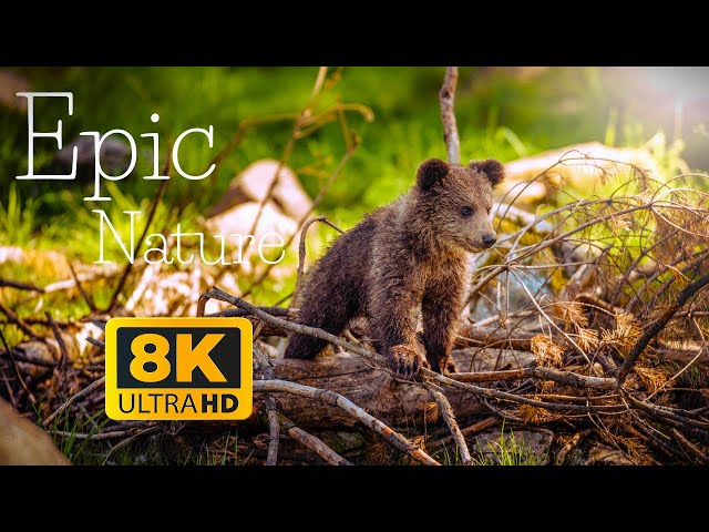 Revealing the Magic of 8K Ultra HDR | Subscribe for 8K ULTRA HD HDR