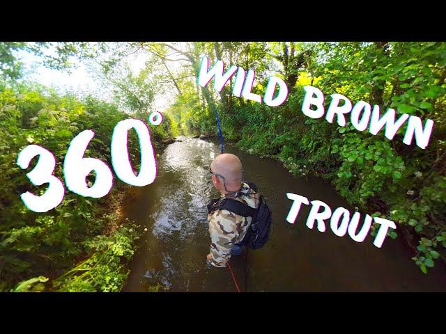 Catching Wild Brown Trout 360 ° Video.