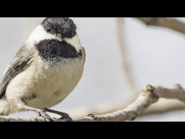 Spring Nature 4k