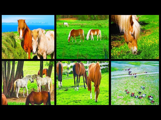 Most Beautiful Horses Video Collections In Iceland | Horses Farm In Iceland |  Animal's Galaxy