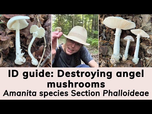 Destroying angel mushroom ID guide | Amanita bisporigera & Amanita species Section Phalloideae