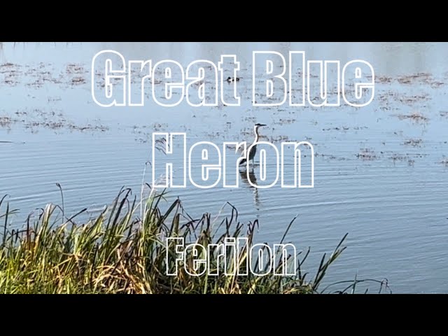 Great Blue Heron by Ferilon