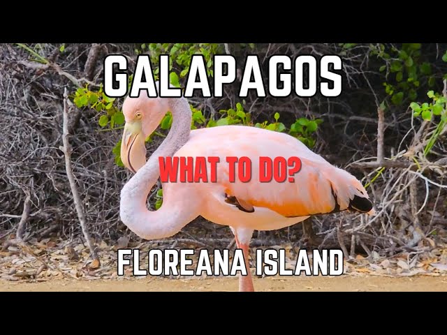 What to Do and See in the Galapagos Floreana Island  Expedition Cruise Adventure?