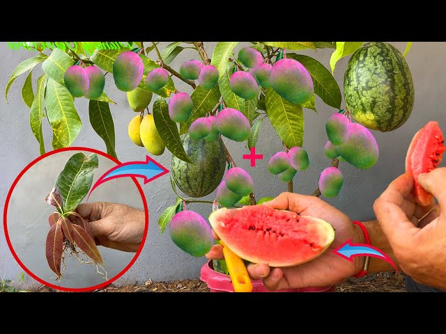 Grafting mango with watermelon get a lot of mango and watermelon fruit