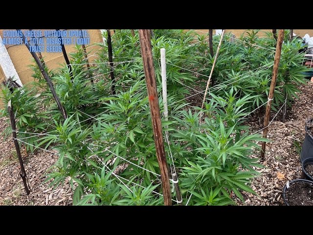 Exodus Cheese Outdoor Grow Series: A how To Series! (We Have A Problem!) Genetics Are Very Important