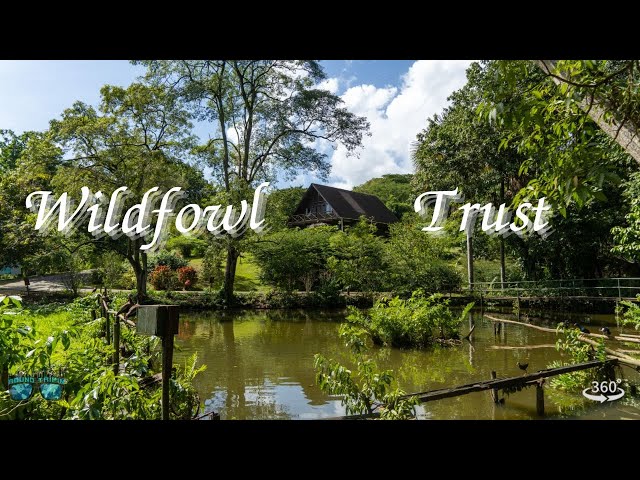 Pointe-a-Pierre Wildfowl Trust, Trinidad & Tobago - 360 VR Virtual Travel Relaxation Tour